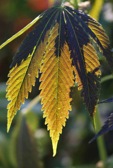 Guerilla Cannabis Anbau