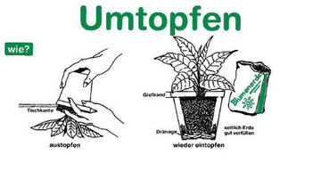 Hanfpflanze Cannabis wie umtopfen!?