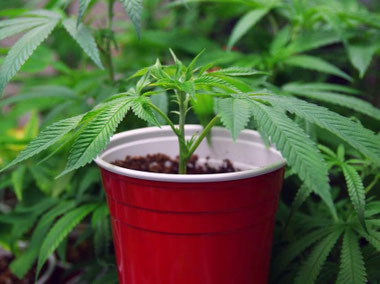 Cannabis Klone - Stecklinge