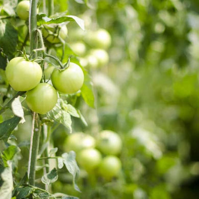 Tomaten