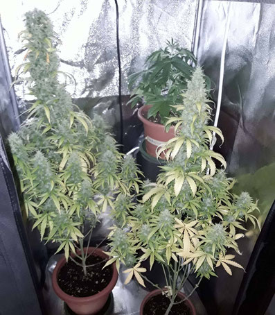 Super Skunk Automatic Indoor