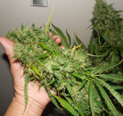 Super Skunk Automatic Blüten