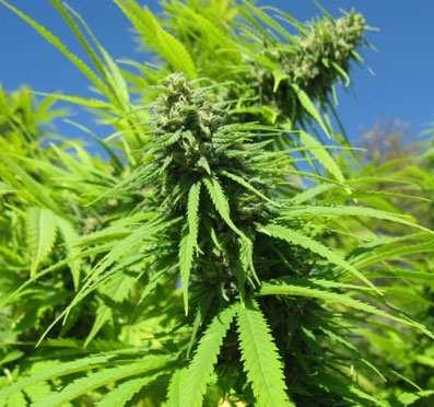 Super Skunk Outdoor Top Buds