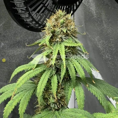 ACDC Indoor Pflanze