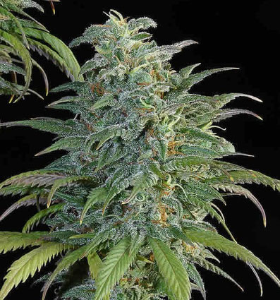 Big Bud Blüte
