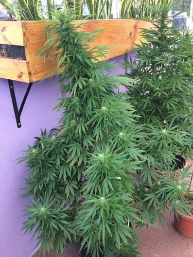 Super Skunk Automatic im freien