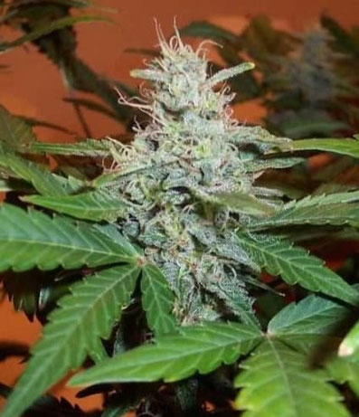 BC Lowryder #2 Auto