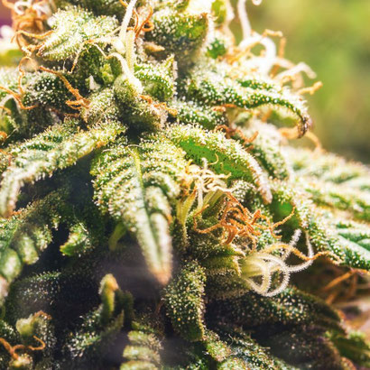 Blütephase Cannabis in Mitteleuropa