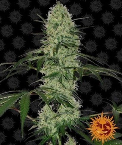 Tangerine Dream Autoflowering