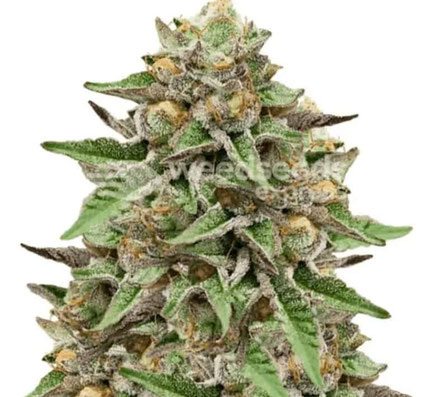 Gelato Cannabissorte