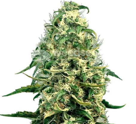Super Silver Haze Cannabissorte