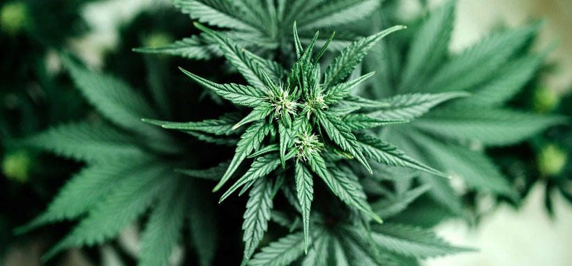 Cannabis in der Blüte