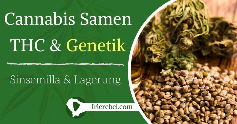Zu Cannabis Samen, dem THC-Wert, der Genetik & der Lagerung