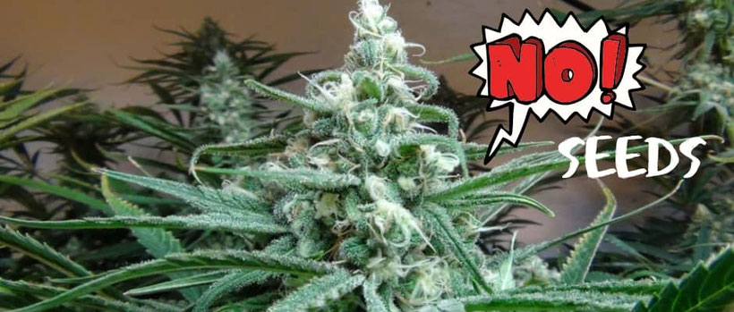 Was bedeutet Sinsemilla bei Cannabis