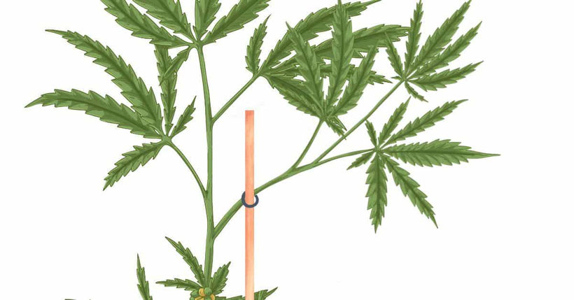 gebrochener Cannabis-Zweig gestüzt