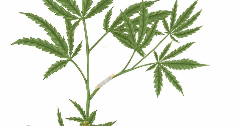Verbundener und gestützter Cannabis Zweig