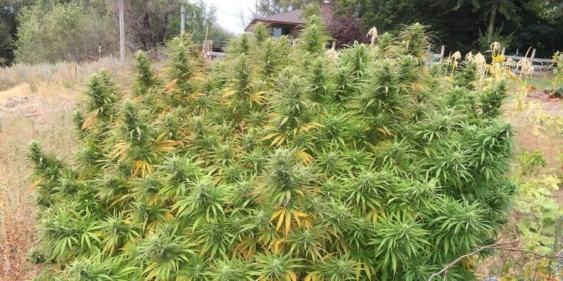 ACDC Outdoor Pflanze