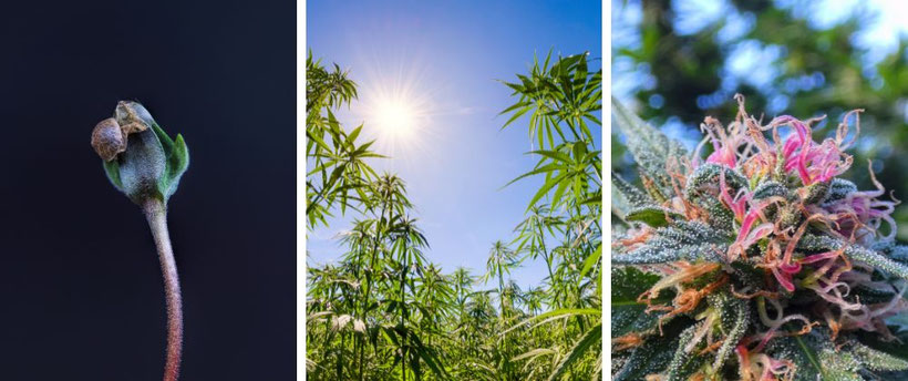 Übersicht Wachstumsphasen von Cannabis in Südeuropa