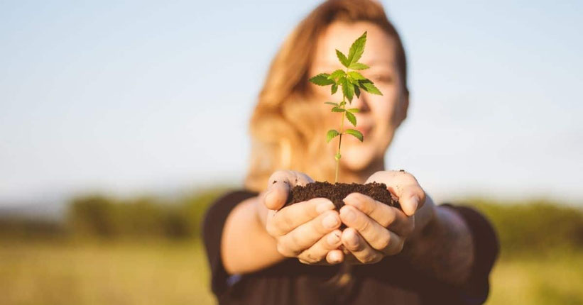 Was ist Cannabis?