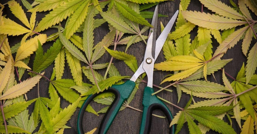 cannabis entlaubung