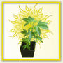 Das Wachstum - die vegetative Phase