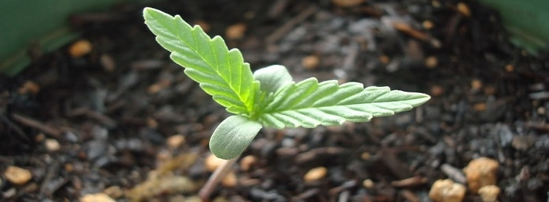 Was sind Cannabis Keimlinge?
