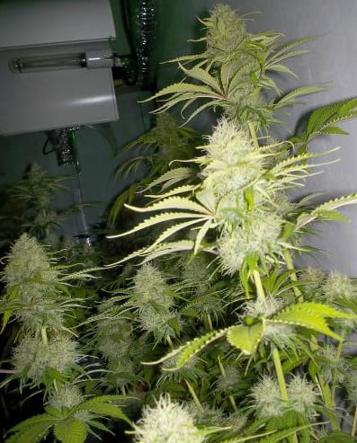 Super Skunk Indoor