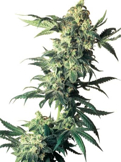 Northern Lights