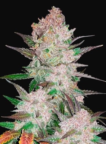 Girl Scout Cookies