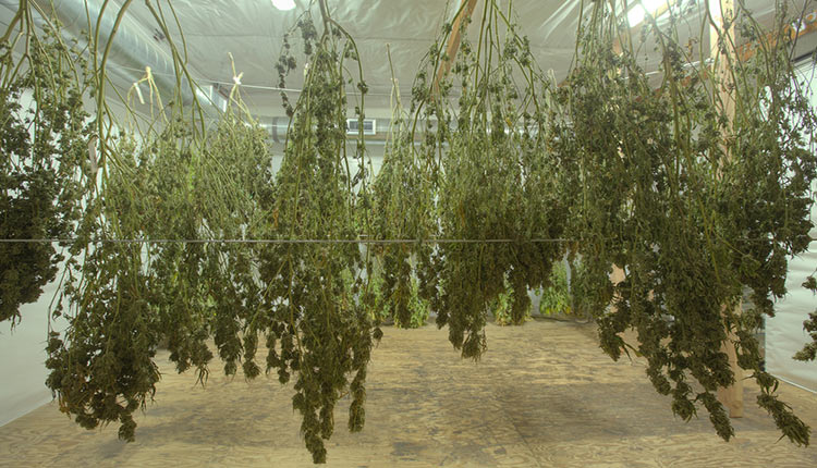Die Cannabis Pflanzen (Ernte) aufhängen