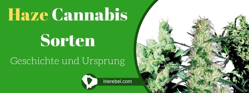 Was sind Haze Cannabis Sorten - Geschichte und Ursprung