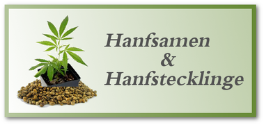 Hanf aus Hanfsamen und Hanfstecklingen