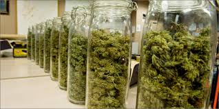 Marihuana in Gläsern verpackt