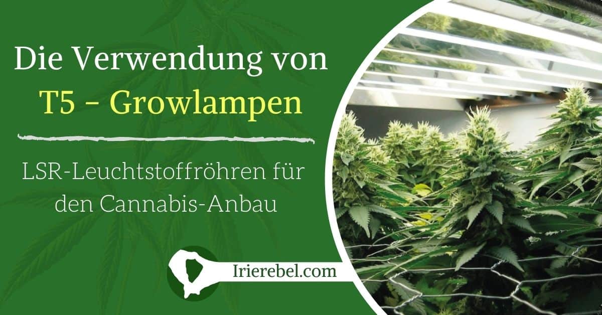 Die Verwendung von T5 - Growlampen (LSR-Leuchtstoffröhren) für den Cannabis-Anbau