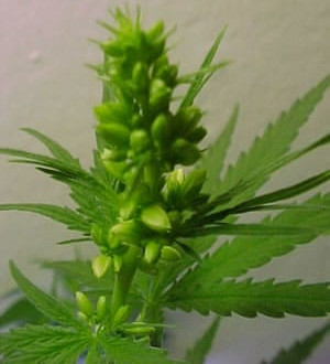männliche cannabis blüten