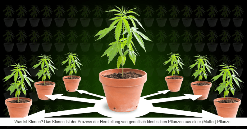 Autoflowering-Sorten klonen bzw. Stecklinge schneiden