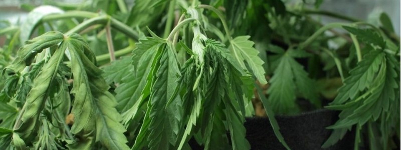 Häufige Probleme bei der Bewässerung von Cannabis