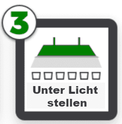 Unter Licht stellen
