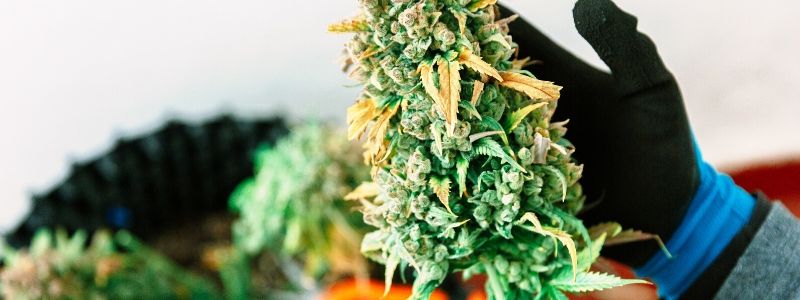 Autoflowering oder  Fotoperiodisch Welche sind Etragreicher