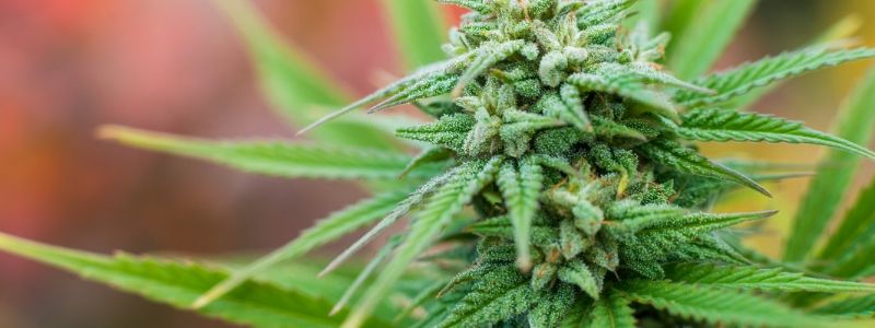 Autoflowering Samen Outdoor anbauen