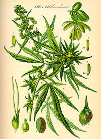 Hanf - Cannabis Übersicht 