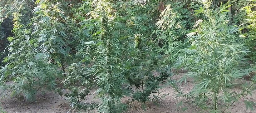 Wie groß bzw. hoch werden Autoflowering Cannabis-Sorten