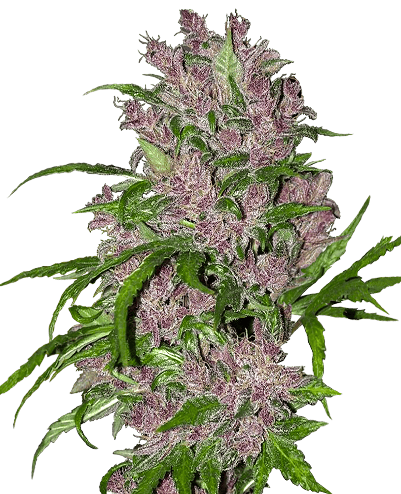 Purple Bud Automatic Hanfsamen