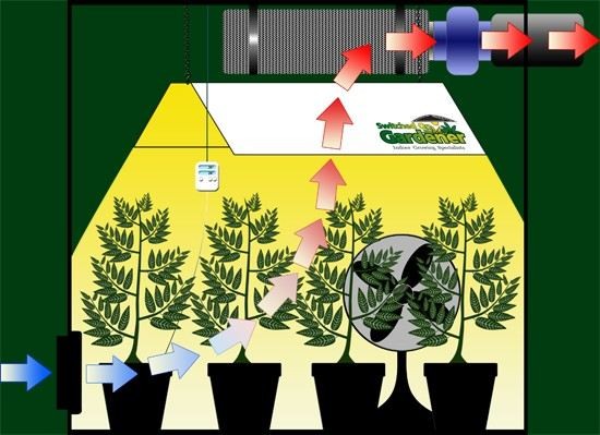 Hanfanbau Growroom Indoor Grow-system Cannabis Anbau