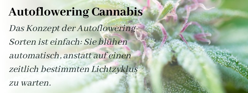 Das Konzept von Autoflowering Cannab is Sorten
