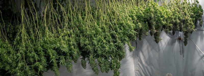 Wann kann man Autoflowering-Sorten Ernten